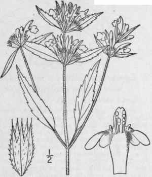 1 Galeopsis Ladanum L Red Hemp Nettle Ironwort 276