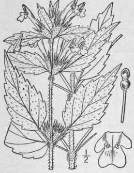 1 Galeopsis Ladanum L Red Hemp Nettle Ironwort 277