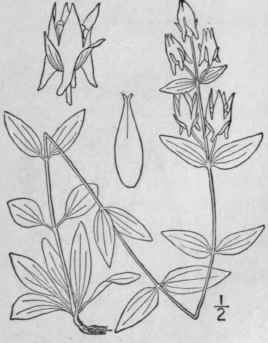 1 Halenia Deflexa J E Smith Griseb Spurred Gentian 36