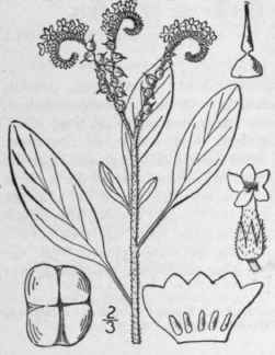 1 Heliotropium Tourn L Sp Pl 130 1753 173
