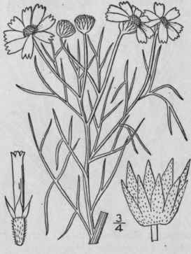 1 Hymenoxys Odorata Dc Limonillo 1212