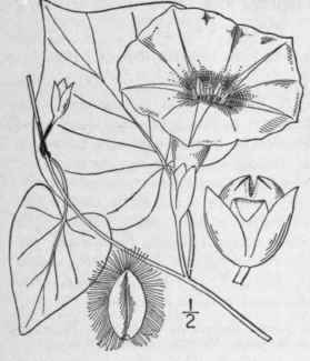 1 Ipomoea Pandurata L Meyer Wild Potato Vine 101