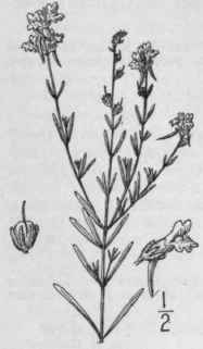 1 Linaria Linaria L Karst Ranstead Butter And Eggs 415