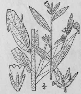 1 Lithospermum Arvense L Bastard Alkanet Corn Grom 207