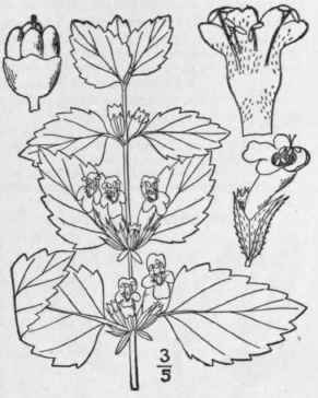 1 Melissa Officinalis L Garden Or Lemon Balm Bee B 321