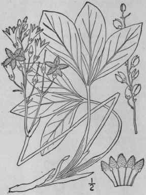 1 Menyanthes Trifoliata L Buckbean Marsh Or Bean T 41