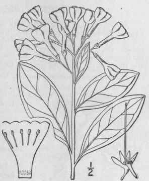 1 Mertensia Virginica L Dc Virginia Cowslip Tree L 195