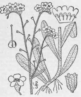 1 Myosotis Scorpioides L Forget Me Not Mouse Ear S 200
