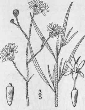 1 Othake Sphacelatum Nutt Rydb Hooker s Othake 1206