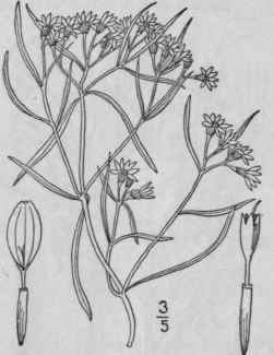 1 Pectis Angustifolia Torr Lemon Scented Pectis 1222