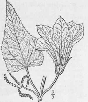 1 Pepo Foetidissima H B K Britton Missouri Gourd C 681