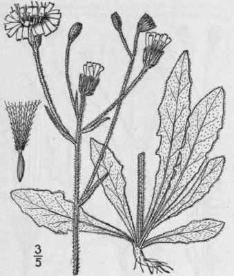 1 Picris Hieracioides L Hawkweed Picris 725