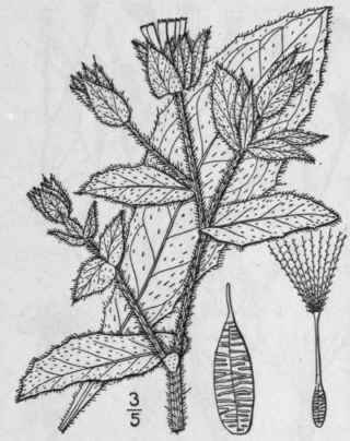 1 Picris Hieracioides L Hawkweed Picris 726