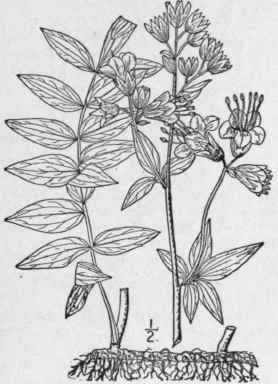 1 Polemonium Van Bruntiae Britton American Jacob s 151