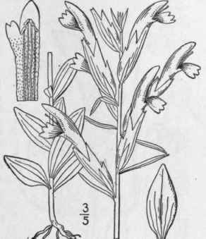 1 Schwalbea Americana L Chaff Seed 510