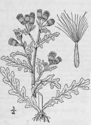 1 Senecio Vulgaris L Common Groundsel 1281