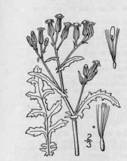 1 Senecio Vulgaris L Common Groundsel 1282