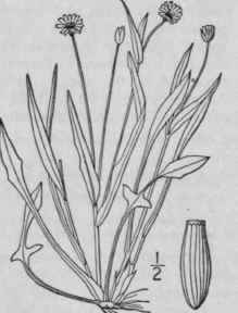 1 Serinia Oppositifolia Raf Kuntze Serinia 715