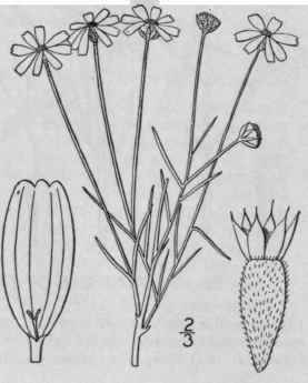 1 Tetraneuris Linearifolia Hook Greene Fine Leaved 1208