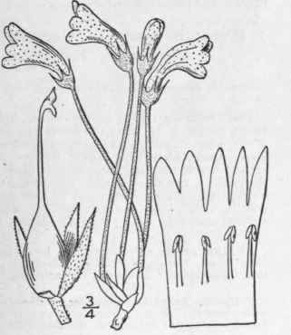 1 Thalesia Uniflora L Britton Pale Or Naked Broom  547