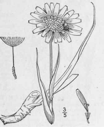 1 Tragopogon Pratensis L Yellow Goat s Beard Meado 729