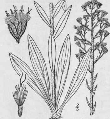 1 Trilisa Odoratissima Walt Cass Vanilla Leaf Vani 860