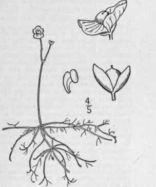 1 Utricularia Gibba L Humped Or Swollen Spurred Bl 532