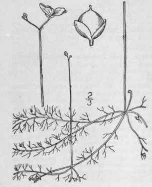 1 Utricularia Gibba L Humped Or Swollen Spurred Bl 533