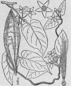 1 Vincetoxicum Suberosum L Britton Coast Vincetoxi 87