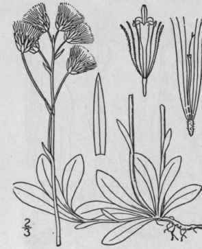 10 Antennaria Campestris Rydberg Prairie Cat s Foo 1074