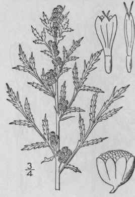 10 Artemisia Annua L Annual Wormwood 1252