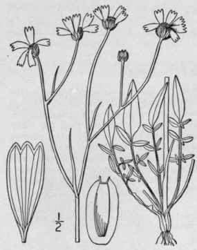 10 Coreopsis Delphinifolia Lam Larkspur Tickseed 1173
