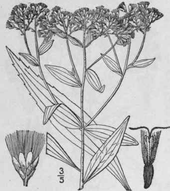 10 Eupatorium Semiserratum Dc Small Flowered Thoro 833