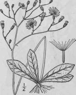 10 Hieracium Venosum L Rattlesnake Weed Poor Robin 774