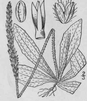 10 Plantago Virginica L Dwarf Or White Dwarf Plant 578