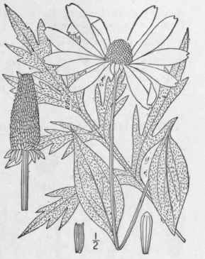 10 Rudbeckia Laciniata L Tall Or Green Headed Cone 1122