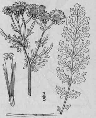 10 Senecio Jacobaea L Tansy Ragwort Staggerwort 1290