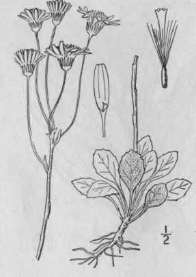 10 Senecio Jacobaea L Tansy Ragwort Staggerwort 1291