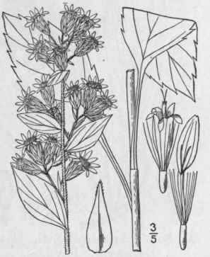 10 Solidago Macrcphylla Pursh Large Leaved Golden  893