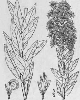 10 Solidago Macrcphylla Pursh Large Leaved Golden  894