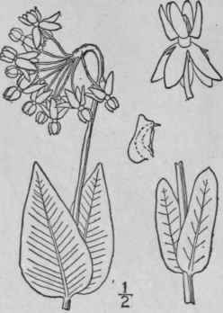 11 Asclepias Intermedia Vail Intermediate Milkweed 65