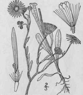 11 Erigeron Divergens T G Spreading Fleabane 1043