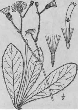 11 Hieracium Greenii Porter And Britton Green s Ha 775