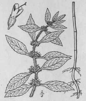 11 Mentha Canadensis L American Wild Mint 361