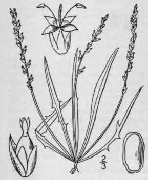 11 Plantago Pusilla Nutt Slender Plantain 580