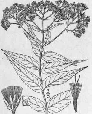 12 Eupatorium Sessilifolium L Upland Or Bastard Bo 834