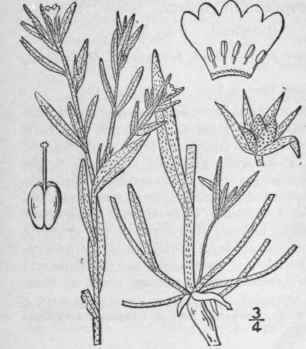 12 Lithospermum Tourn L Sp Pl 132 1753 206