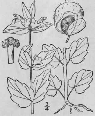 12 Scutellaria Galericulata L Hooded Willow Herb M 258