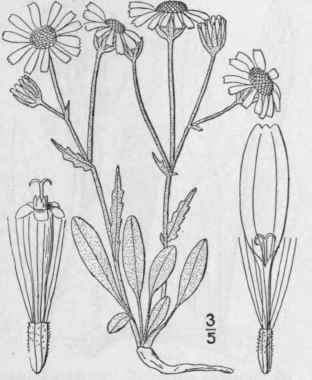 12 Senecio Canus Hook Silvery Groundsel 1292