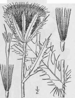 13 Cirsium Horridulum Michx Yellow Thistle 1319